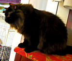 Prinz Ming Lavische - Domestic Long Hair + Maine Coon Cat