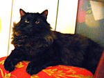 Prinz Ming Lavische - Domestic Long Hair + Maine Coon Cat