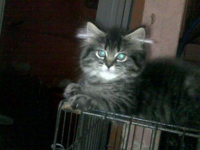 Wewit - Persian + Domestic Long Hair Cat