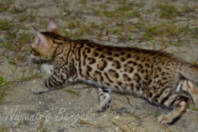 Nusantra Bengal Ivory ( Tica ) - Bengal Cat