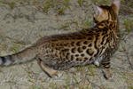 Nusantra Bengal Ivory ( Tica ) - Bengal Cat