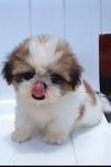 Momo - Shih Tzu Dog