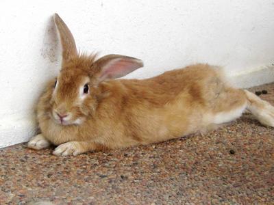 Ginger - Lionhead + American Rabbit