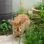 Ginger - Lionhead + American Rabbit