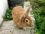 Ginger - Lionhead + American Rabbit