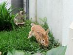 Ginger - Lionhead + American Rabbit