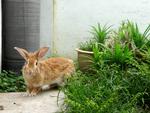 Ginger - Lionhead + American Rabbit