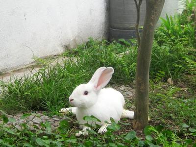 Bella The Disabled Bunny - American + Chinchilla Rabbit