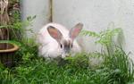 Princes Silver  - Angora Rabbit Rabbit