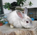 Princes Silver  - Angora Rabbit Rabbit