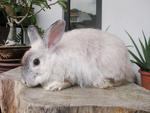 Princes Silver  - Angora Rabbit Rabbit