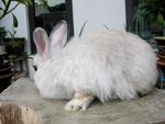 Princes Silver  - Angora Rabbit Rabbit