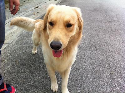 Bosco - Golden Retriever Dog