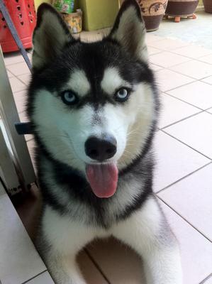 Minie - Siberian Husky Dog