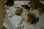 3 kittens