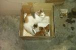 A new and bigger box for the mother cat & 3 kittens