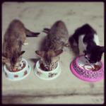 3kittens - Domestic Short Hair Cat