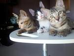 3kittens - Domestic Short Hair Cat