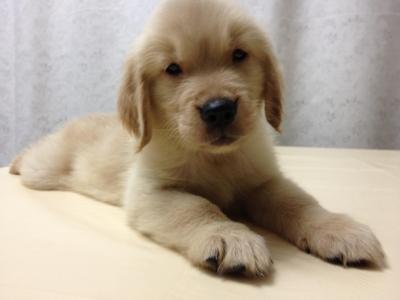 Female Golden Retriever Puppies - Golden Retriever Dog