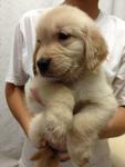 Female Golden Retriever Puppies - Golden Retriever Dog