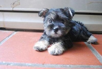 Min Schnauzer-silkyterrier Mix Pups - Schnauzer + Silky Terrier Dog