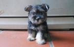 Min Schnauzer-silkyterrier Mix Pups - Schnauzer + Silky Terrier Dog