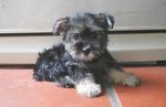 Min Schnauzer-silkyterrier Mix Pups - Schnauzer + Silky Terrier Dog