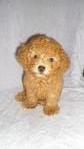 Cute Cute Toy Poodle - Poodle Dog