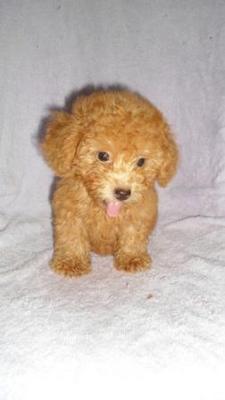 Cute Cute Toy Poodle - Poodle Dog