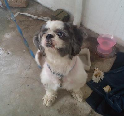 No Name - Shih Tzu Dog