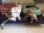 Khloe And Kittens  - Domestic Short Hair Cat