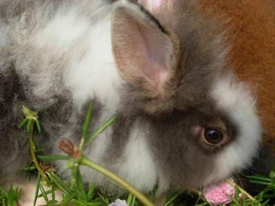 Furball - Angora Rabbit Rabbit