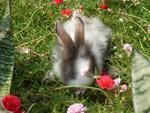 Furball - Angora Rabbit Rabbit