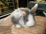 Furball - Angora Rabbit Rabbit