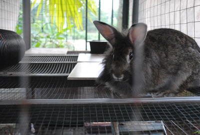 Ms Rusty - Lionhead Rabbit