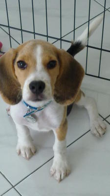 Xander The Miniature Beagle - Beagle Dog