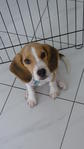 Xander The Miniature Beagle - Beagle Dog