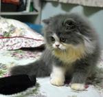 Bubu Momei Momot - Persian Cat