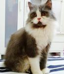 Bubu Momei Momot - Persian Cat