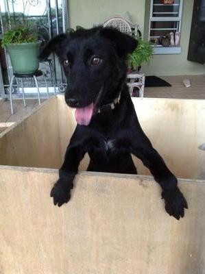 Black &amp; Curly! Wow! - Spitz Mix Dog