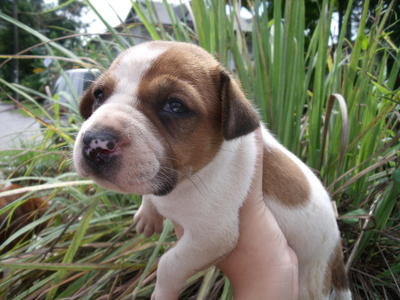 Pups For Adoption! - Mixed Breed Dog