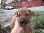 Pups For Adoption! - Mixed Breed Dog