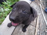 Pups For Adoption! - Mixed Breed Dog