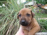 Pups For Adoption! - Mixed Breed Dog