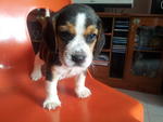 Beagle - Beagle Dog