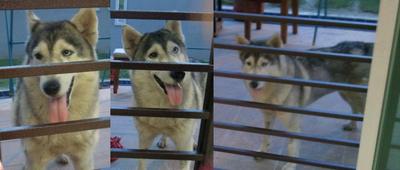 Husky - Siberian Husky Dog