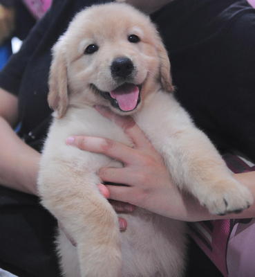 Golden Retriever Pure Breed - Golden Retriever Dog