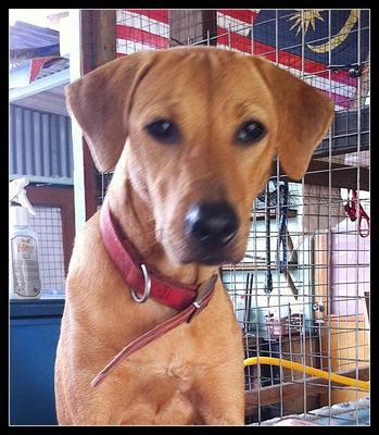 Cocoa - Hound Mix Dog