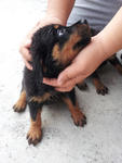 Home Breed Rottweiler Puppies - Rottweiler Dog