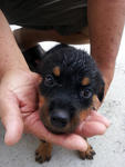 Home Breed Rottweiler Puppies - Rottweiler Dog